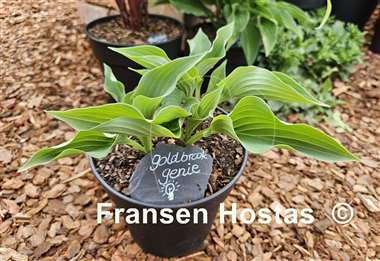 Hosta Goldbrook Genie