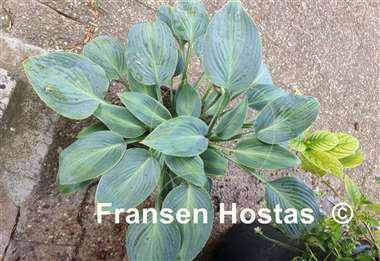 Hosta Goldbrook Glimmer
