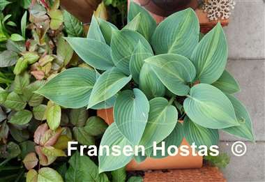 Hosta Goldbrook Glimmer