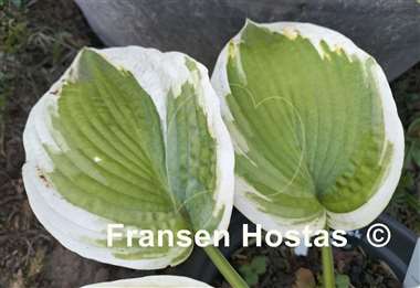 Hosta Goldbrook Glory
