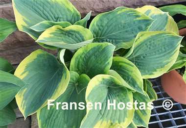 Hosta Goldbrook Glory