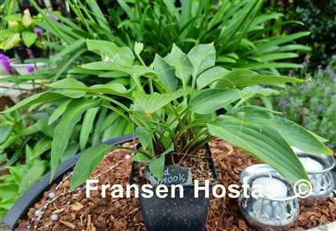 Hosta Goldbrook Grayling