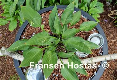Hosta Goldbrook Grayling