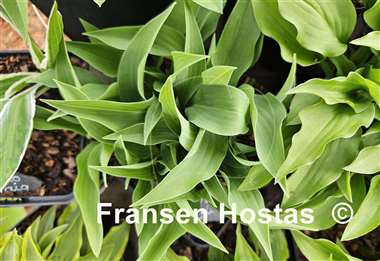 Hosta Goldbrook Grayling