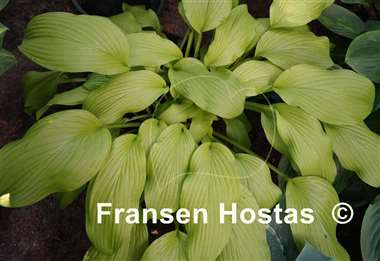 Hosta Golden Age