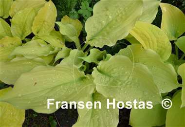 Hosta Golden Anniversary