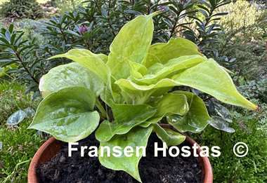 Hosta Golden Eye