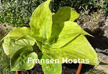 Hosta Golden Eye