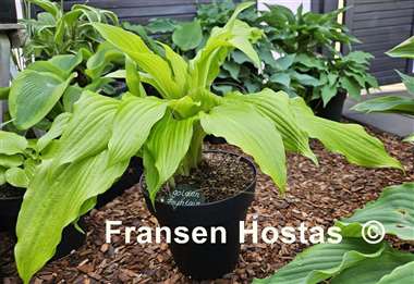 Hosta Golden Fountain