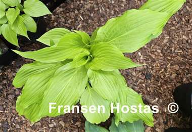 Hosta Golden Fountain