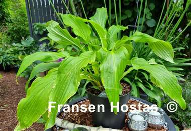 Hosta Golden Fountain