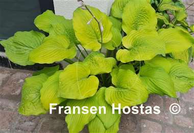 Hosta Golden Gate