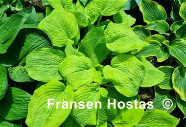 Hosta Golden Goal