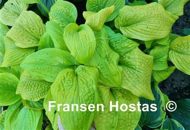 Hosta Golden Goal