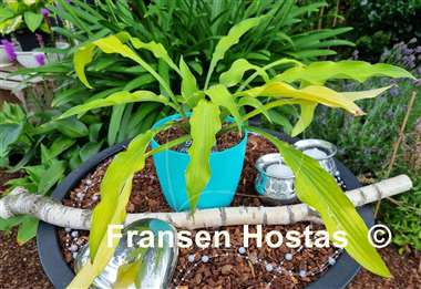 Hosta Golden Hawaiian Luau