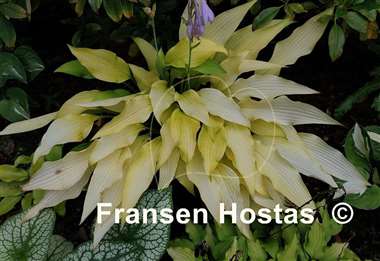 Hosta Golden Hawaiian Luau