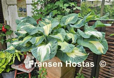 Hosta Golden Meadows
