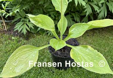 Hosta Golden Pursuit