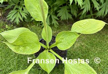 Hosta Golden Pursuit