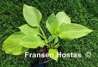 Hosta Golden Pursuit