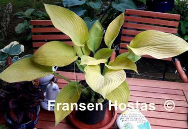 Hosta Golden Sir Prize