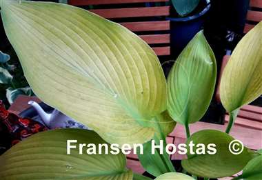 Hosta Golden Sir Prize