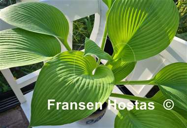 Hosta Golden Sir Prize