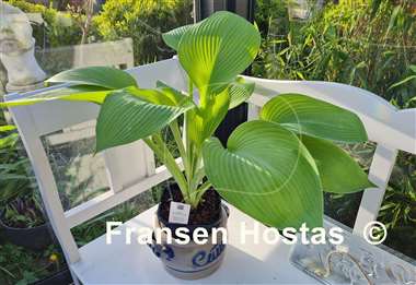 Hosta Golden Sir Prize