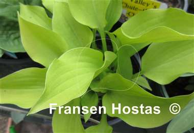 Hosta Golden Spades