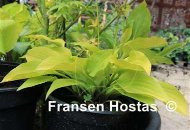 Hosta Golden Spades