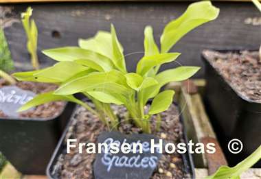 Hosta Golden Spades