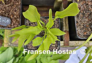 Hosta Golden Spades