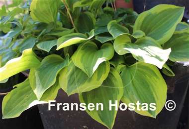 Hosta Golden Tiara