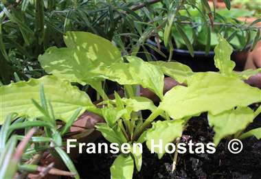 Hosta Goldene Woge