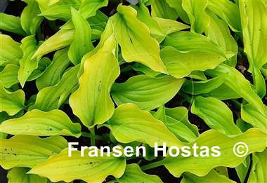 Hosta Goldene Woge
