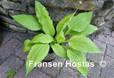Hosta Goldpfeil