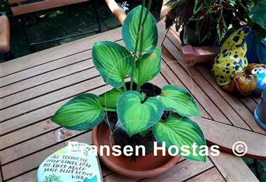 Hosta Goldrush