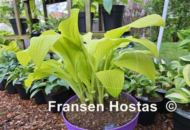 Hosta Goldsmith