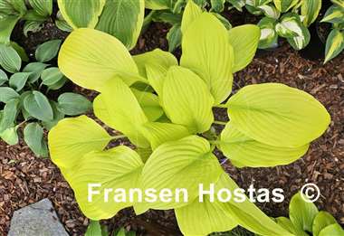 Hosta Goldsmith