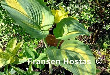 Hosta Good Golly Miss Molly