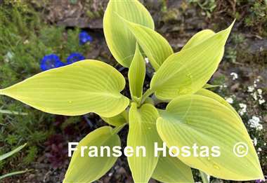 Hosta Good Times