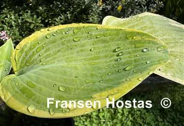 Hosta Good Times