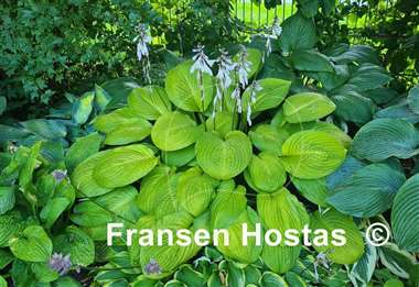 Hosta Good as Gold