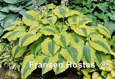 Hosta Goodness Gracious