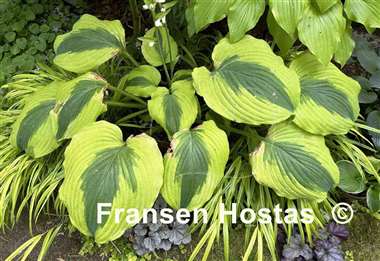 Hosta Goodness Gracious