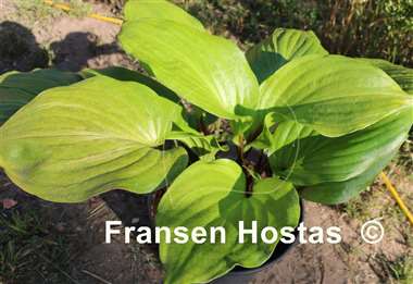 Hosta Gooseberry Sundae