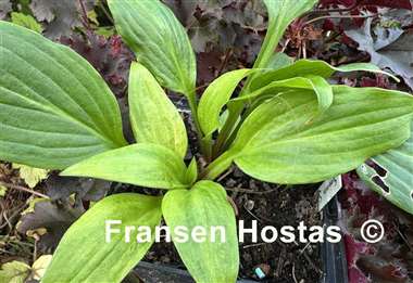 Hosta Gosan Gold Mist