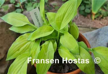 Hosta Gosan Hildegarde