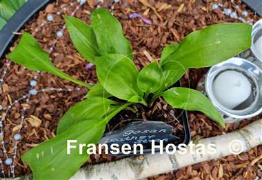 Hosta Gosan Leather Strap