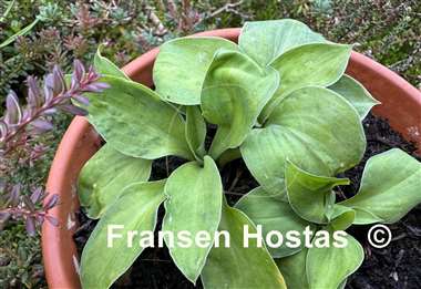 Hosta Gosan Mina